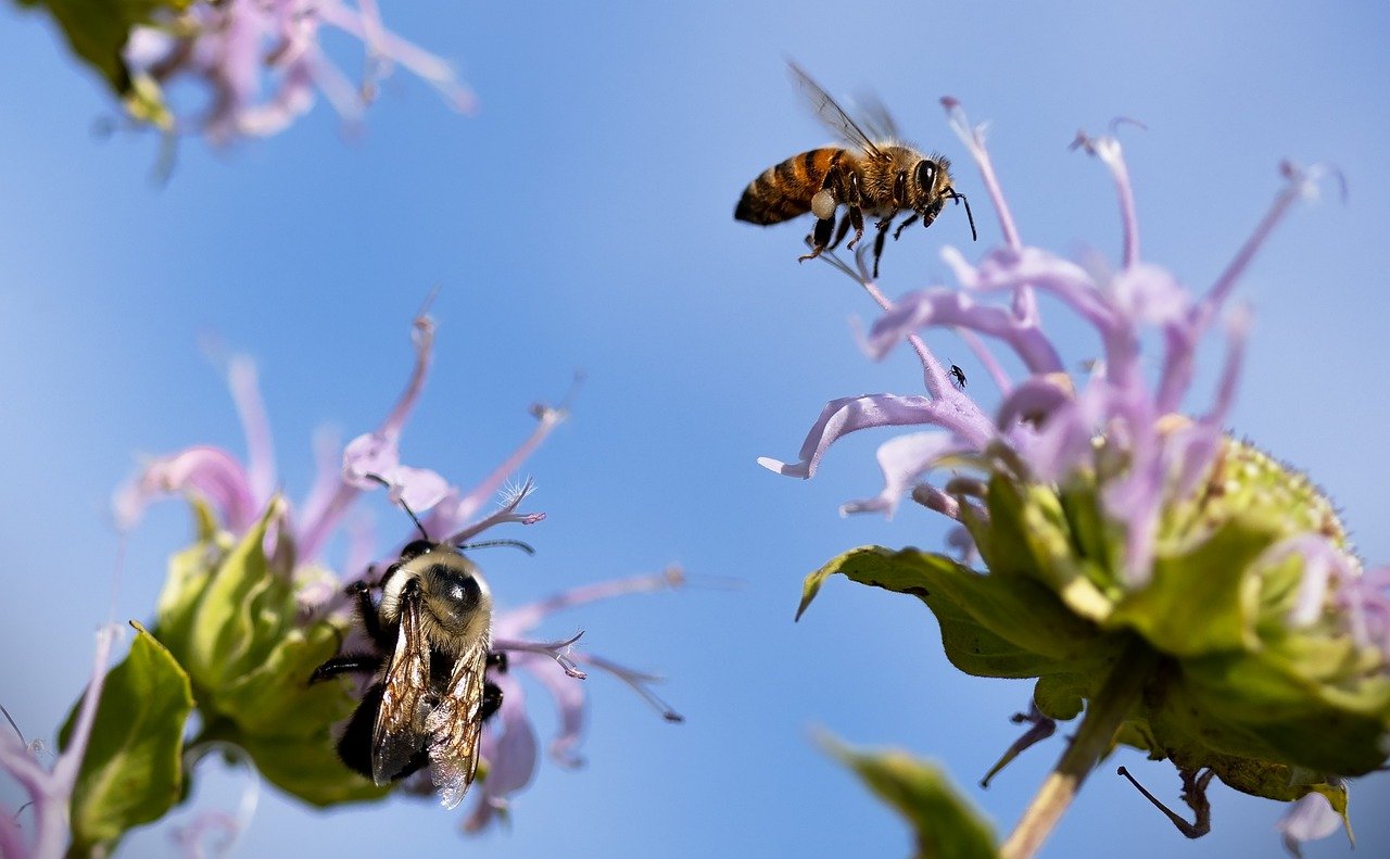 The Importance of Bees in Our Ecosystem